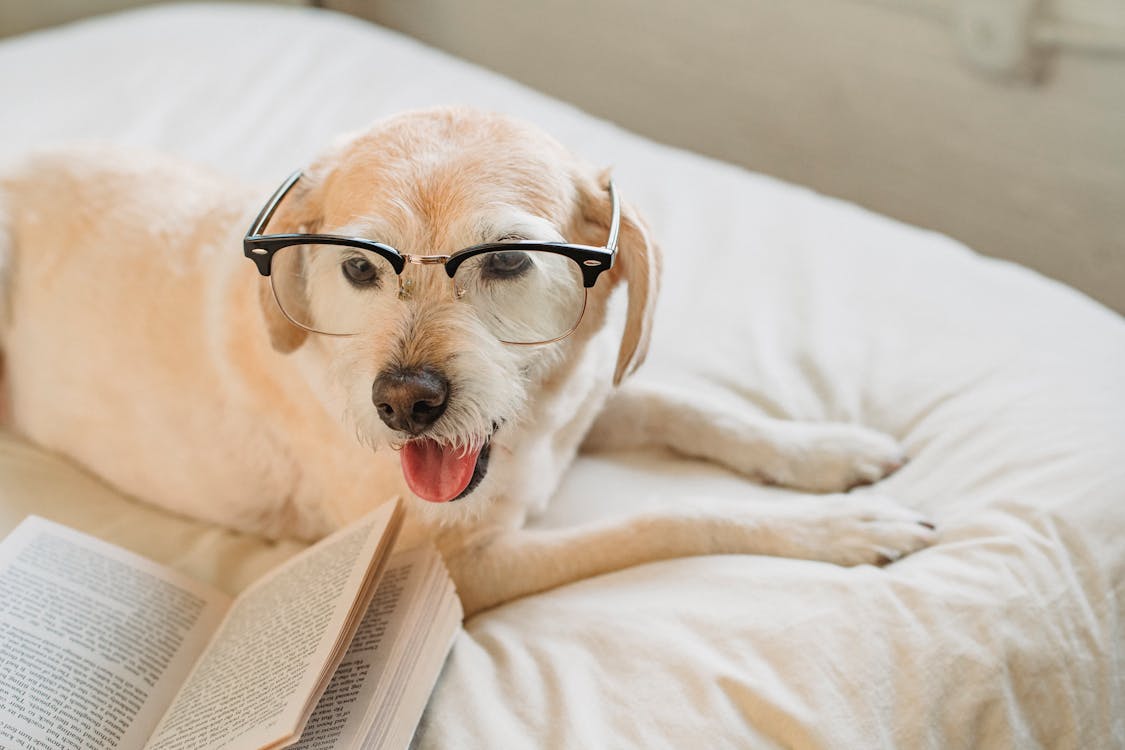 Cute Labrador Retriever in eyeglasses lying on bed with book