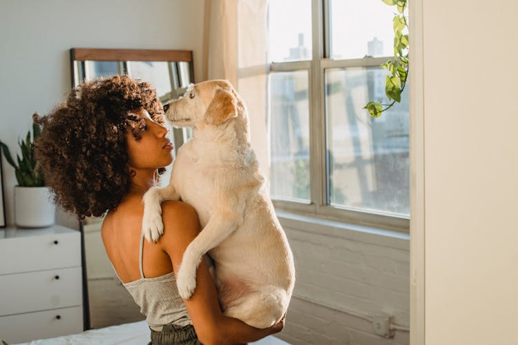 Attractive Black Woman Holding Adorable Labrador Retriever At Home