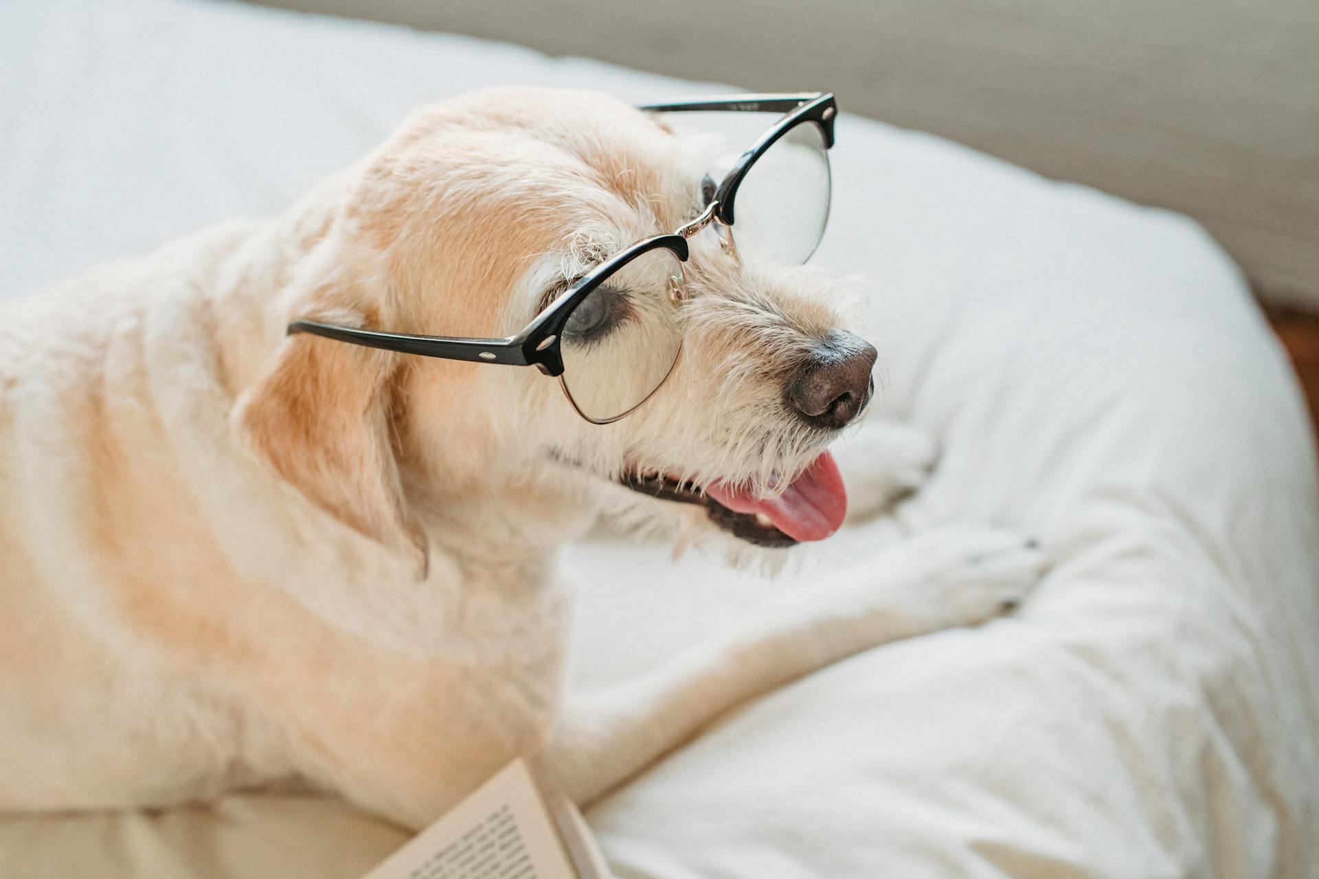 Un adorable labrador retriever avec des lunettes posé sur le lit