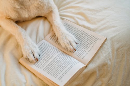 From above cute dog with white fur resting on comfy bed with paws on opened book in light bedroom