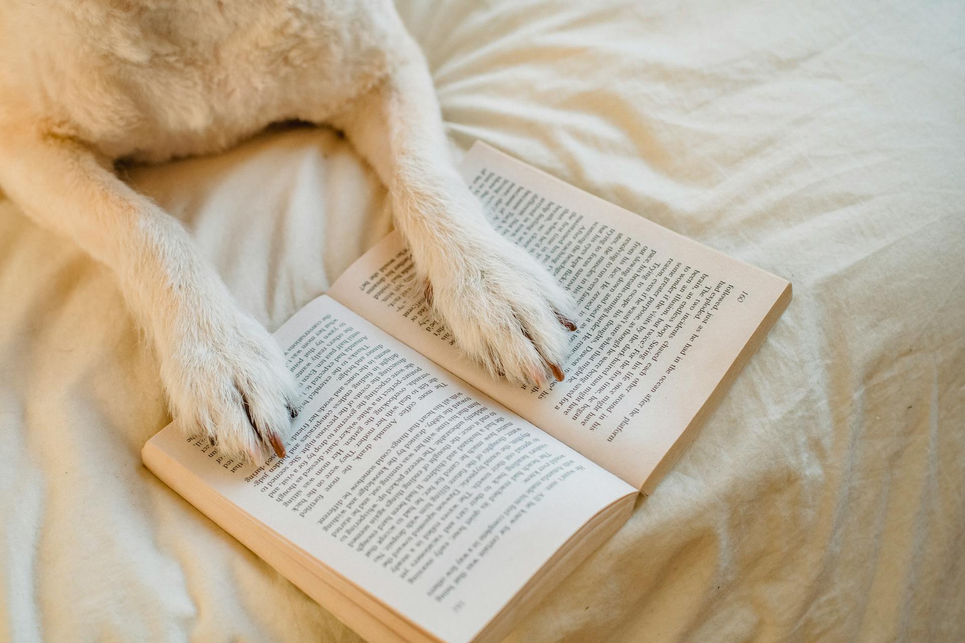 From above cute dog with white fur resting on comfy bed with paws on opened book in light bedroom