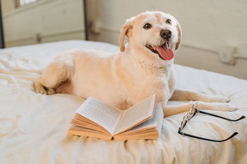 Счастливый лабрадор ретривер, лежа на кровати с очками и книгой