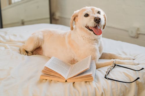 Happy Labrador Retriever lying on bed with eyeglasses and book