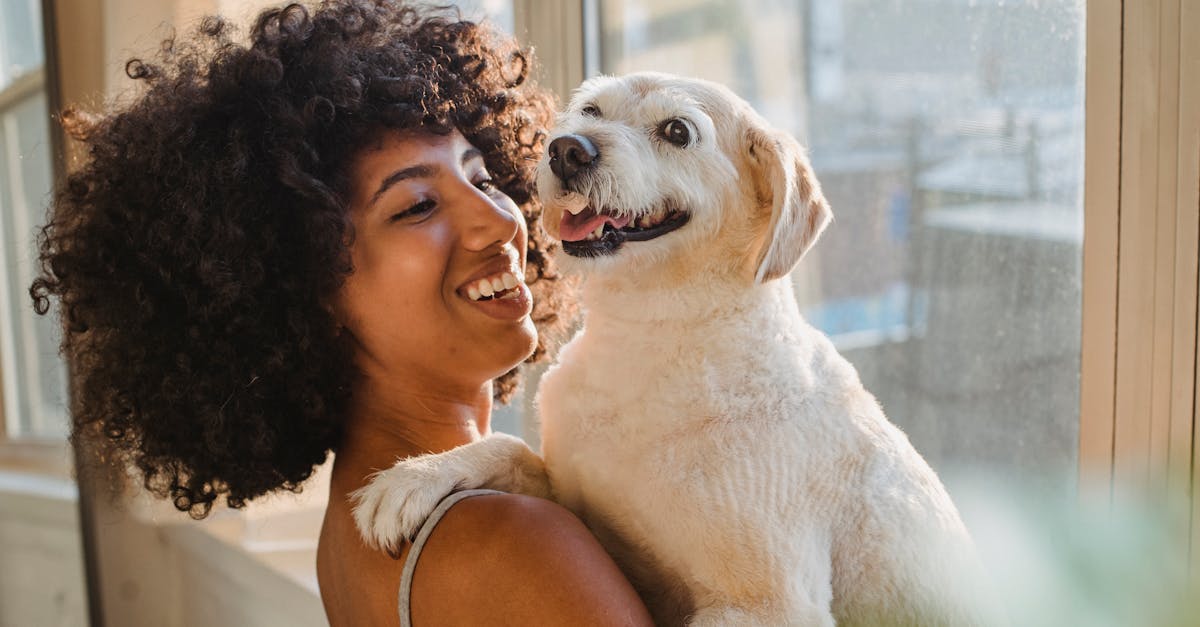 Smiling young African American female holding adorable white Labrador Retriever on hands while standing near window at home