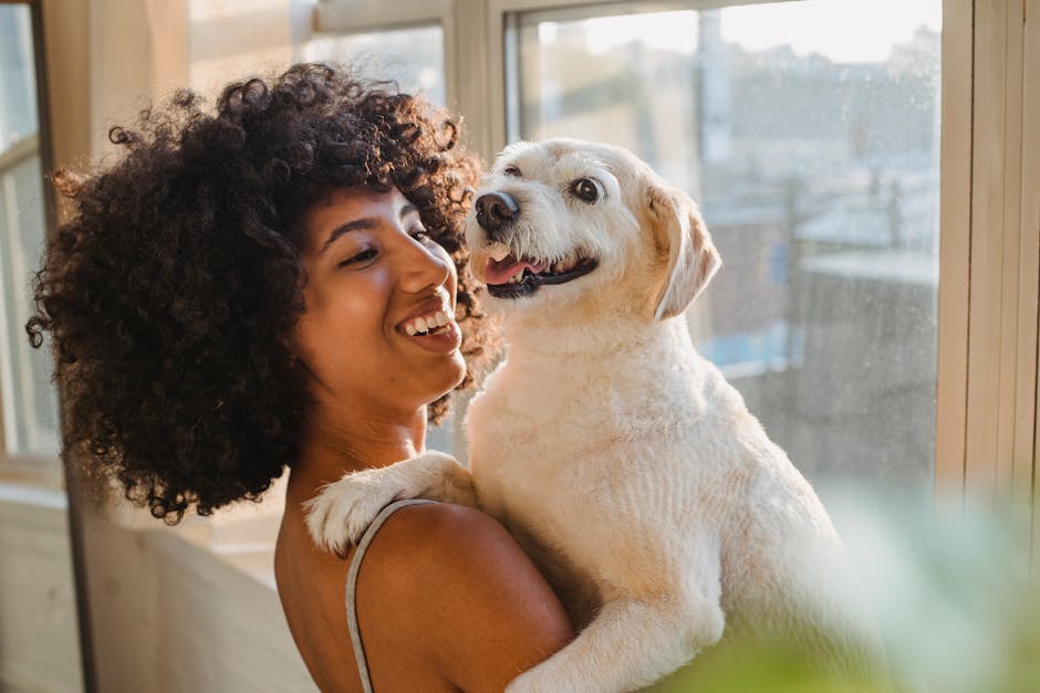 Smiling young African American female holding adorable white Labrador Retriever on hands while standing near window at home