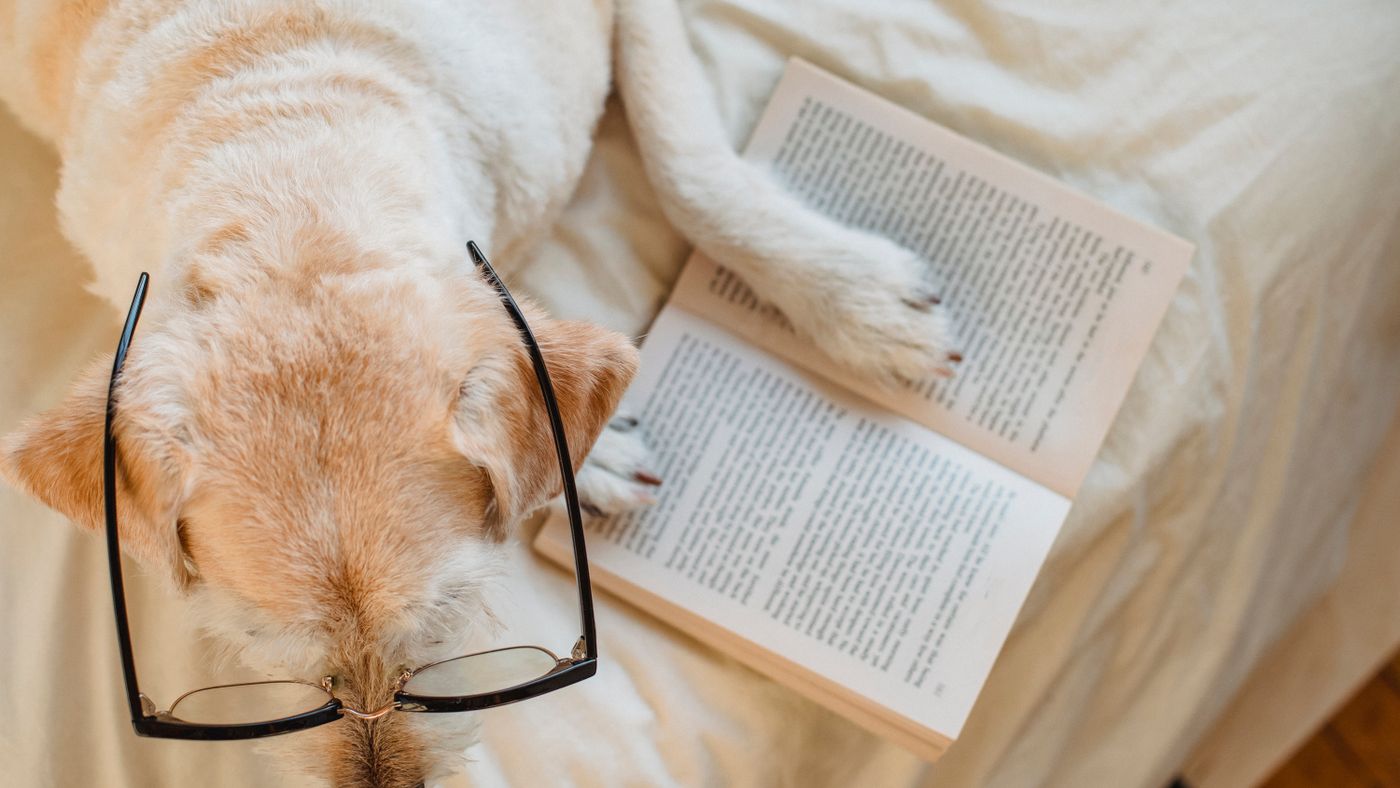 Reading Dog Food Ingredients Past the First Three