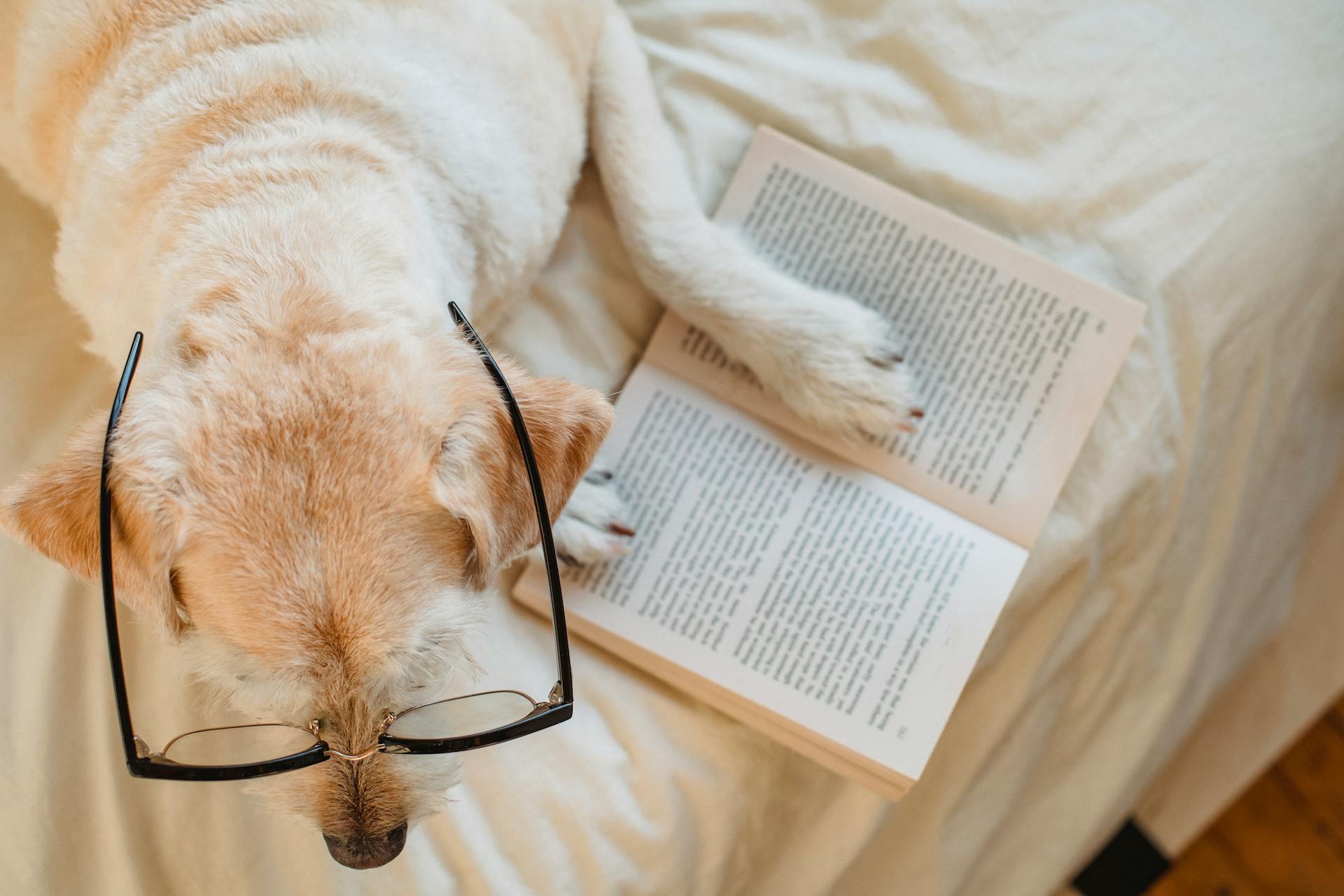 Top view adorable Labrador Retriever in eyeglasses lying on cozy bed with opened book in light bedroom