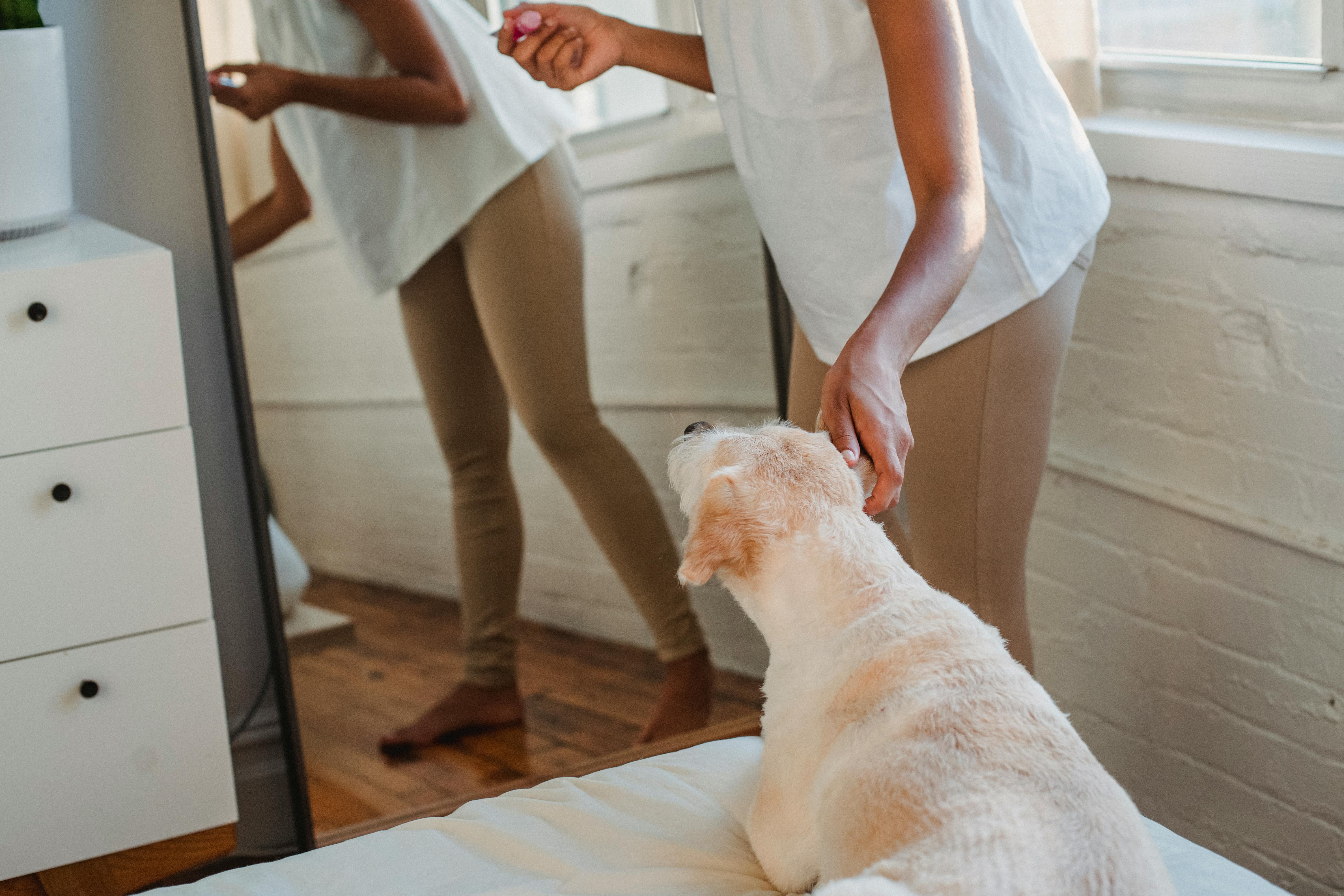 various dog breeds in apartment setting - dog friendly apartment complexes