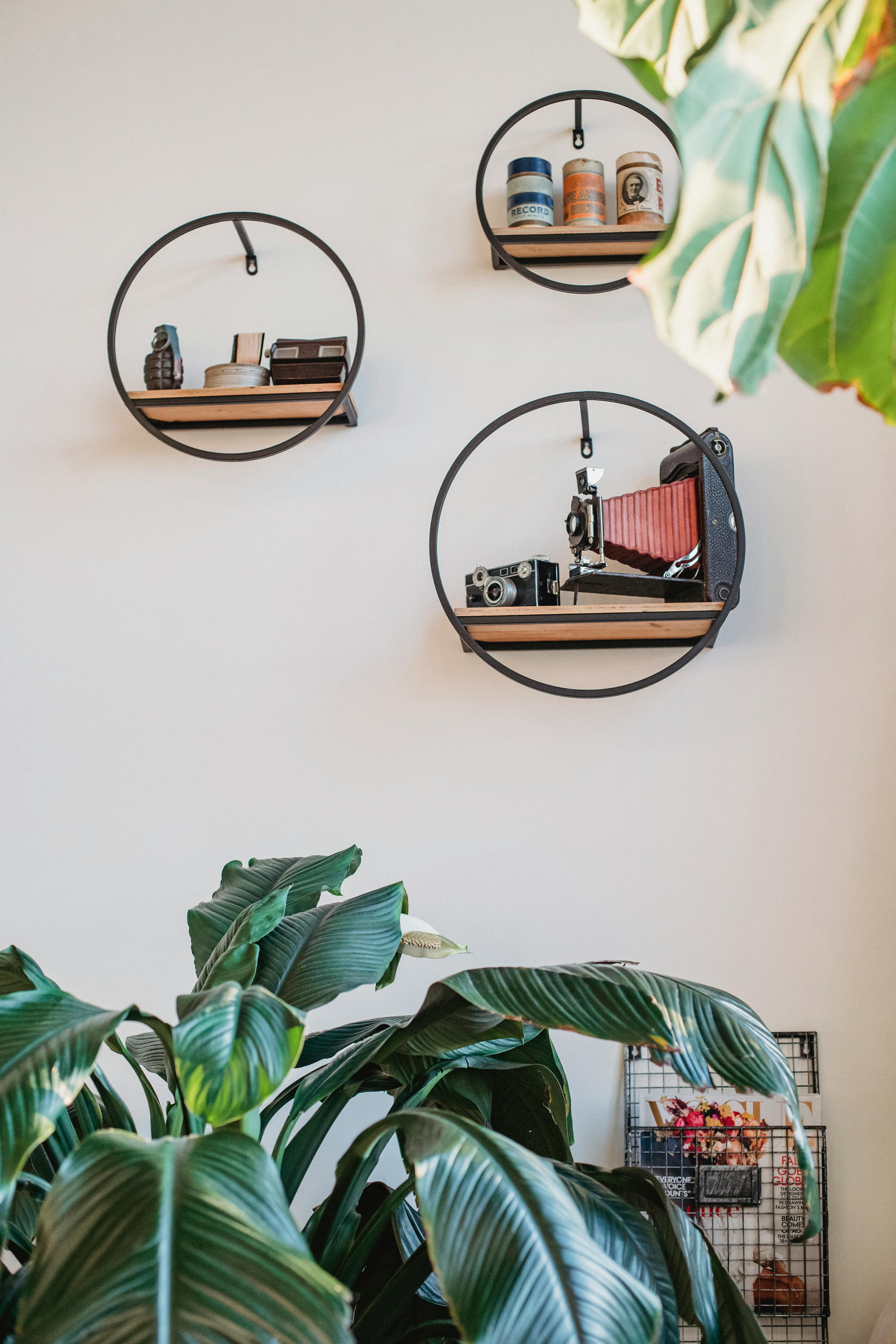 Creative round wall decorations with retro photo camera and souvenirs hanging above lush houseplants in light room