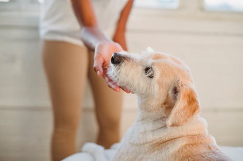 Crop anonymous female touching cute loyal Labrador Retriever with white fluffy fur lying on cozy bed in light room