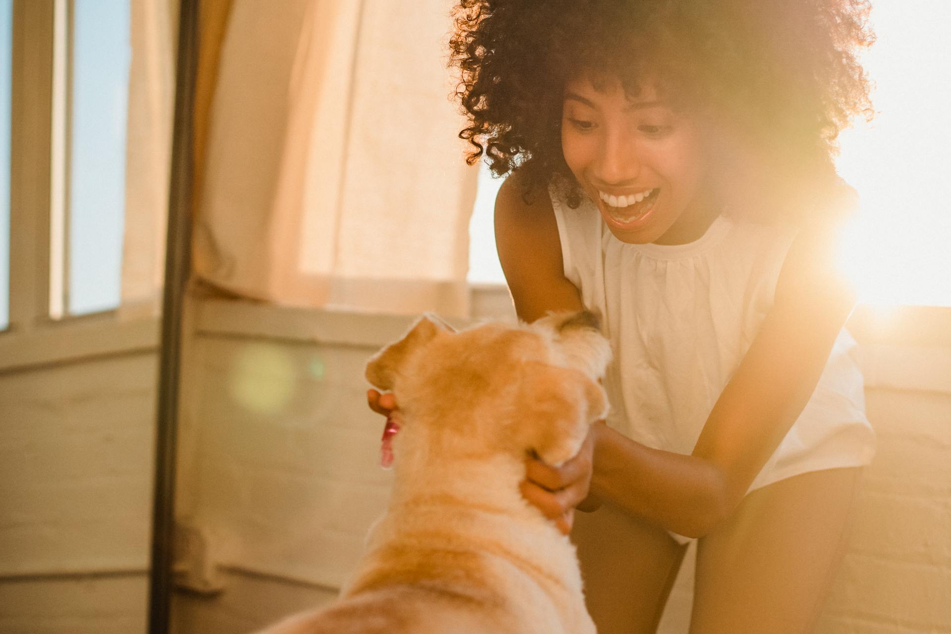 Crop delighted African American female caressing obedient Labrador Retriever with white fluffy fur in sunny room