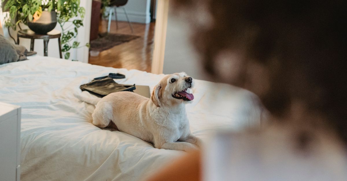 Les meilleures pratiques pour stimuler l'esprit des animaux âgés