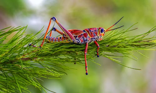 Close-up of a Red Grasshopper Sitting on a Conifer Twig