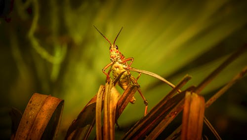 Close-up of Grasshopper Sitting on Grass