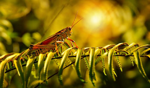 Close-up of a Grasshopper Sitting on a Leaf