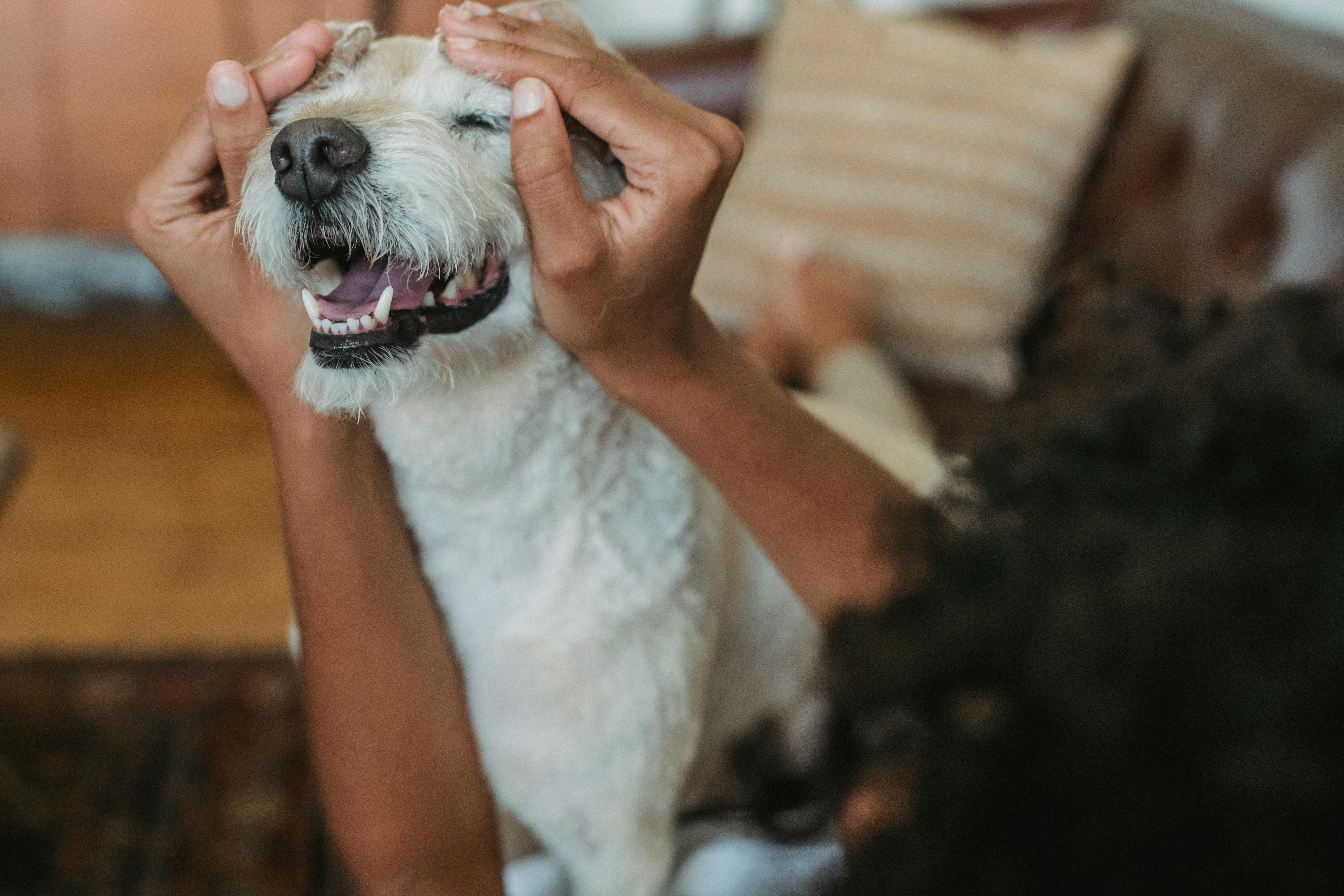 Crop unrecognizable ethnic female stroking dog with closed eyes and open mouth on sofa in house