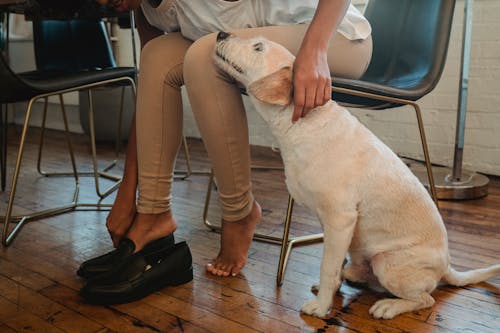 Crop anonymous ethnic female putting on footwear while stroking dog sitting on parquet at home