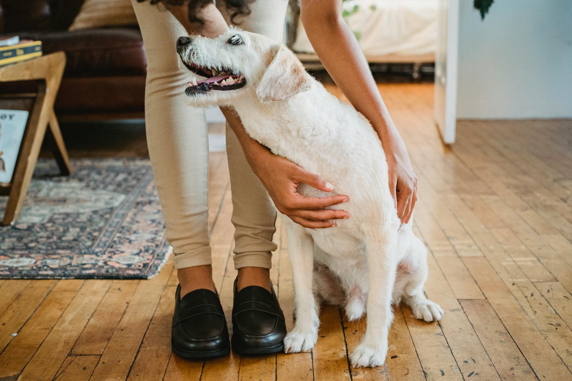 Crop unrecognizable ethnic female embracing and caressing cute purebred dog with open mouth on parquet in room