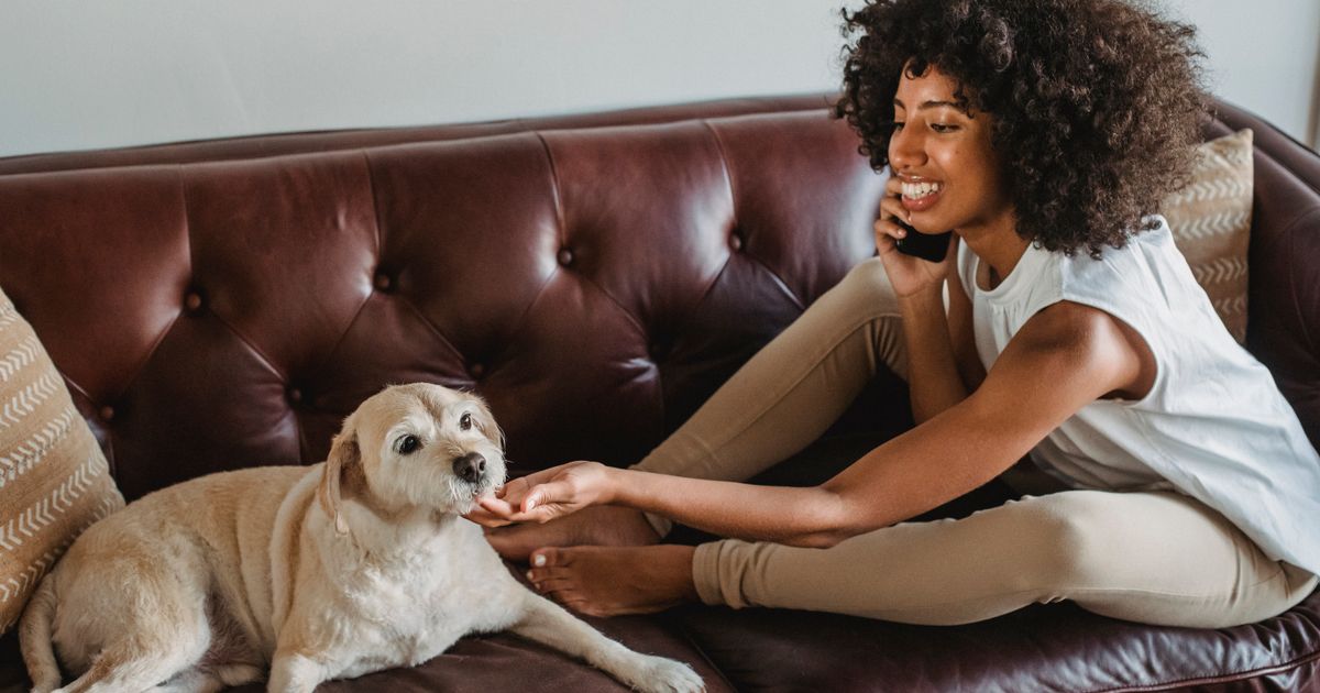 Automate Post-Visit Follow-Up for Veterinary Clinics (2026)