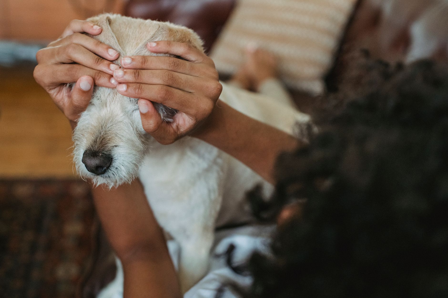 Veterinarian examining a dog during a checkup