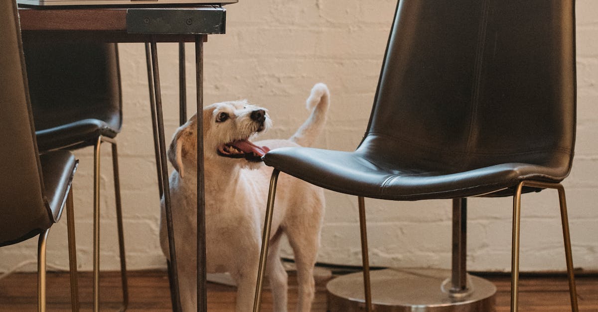 Labrador Retriever with tongue out standing near modern furniture and footwear in stylish room