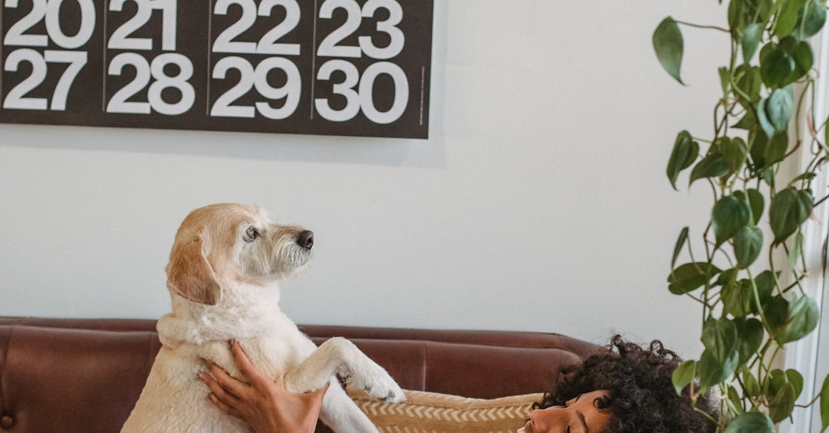 Black woman playing with dog on sofa