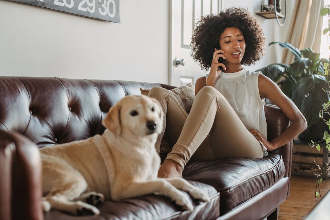 Free Full body of African American female owner having conversation on mobile phone while resting on couch with Labrador Retriever Stock Photo