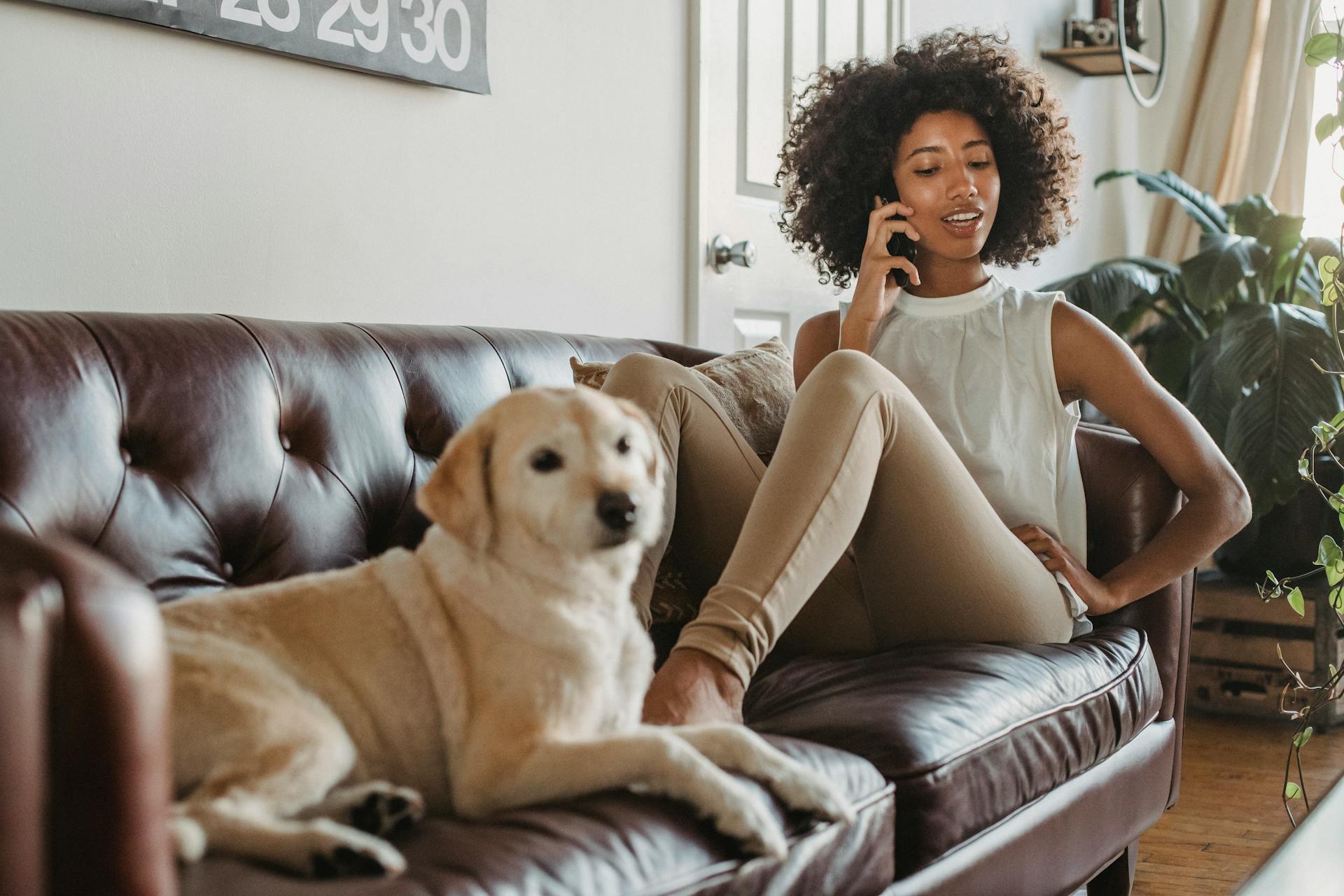 Full body of African American female owner having conversation on mobile phone while resting on couch with Labrador Retriever