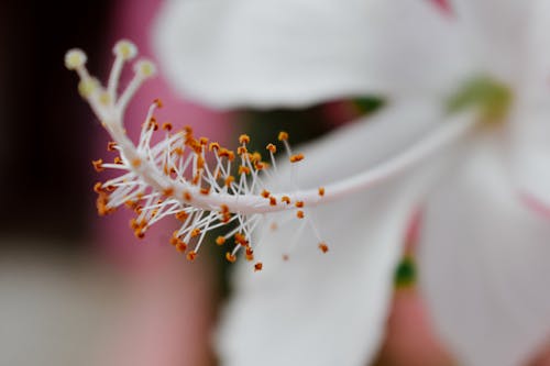Stamens of White Flower