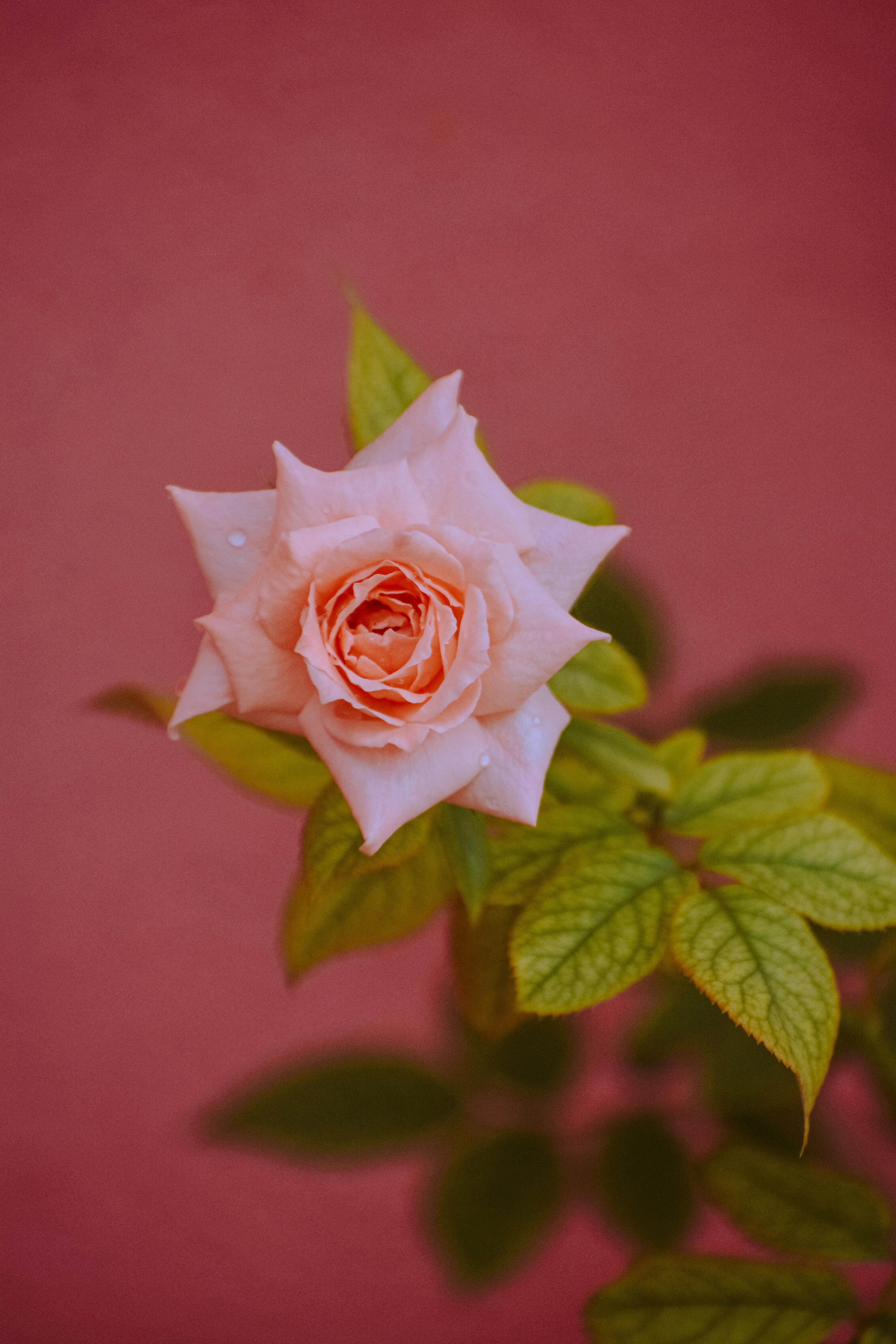 Close-up of a pink rose with dew, showcasing delicate petals and vibrant green leaves, set against a soft background.