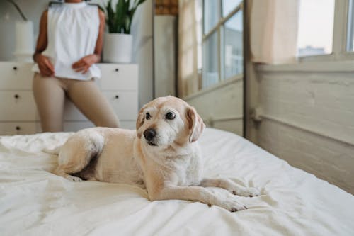 Cute little puppy of Labrador Retriever lying on comfortable bed in cozy room with black owner