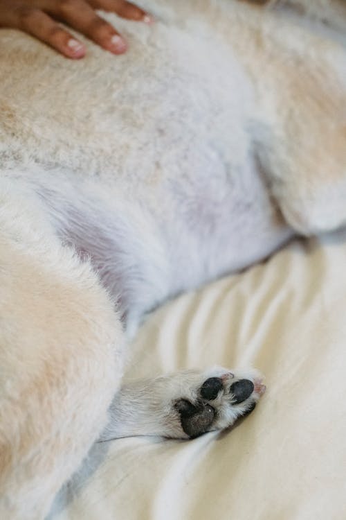 Wanita Etnis Membelai Anjing Berbaring Di Tempat Tidur