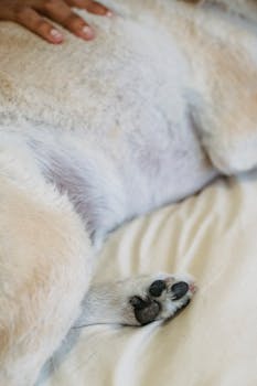 一只毛茸茸的狗在床上放松，享受着主人温柔的抚摸，营造出舒适的氛围