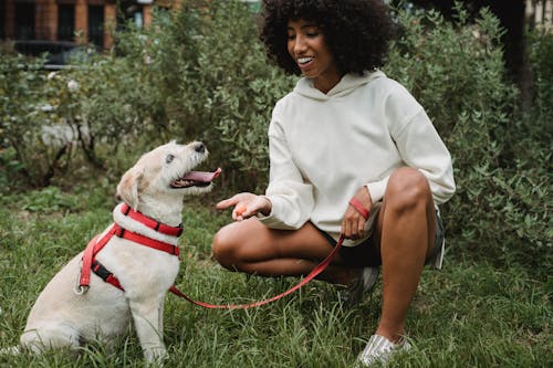 Улыбающаяся черная дама тренирует собаку в зеленом парке