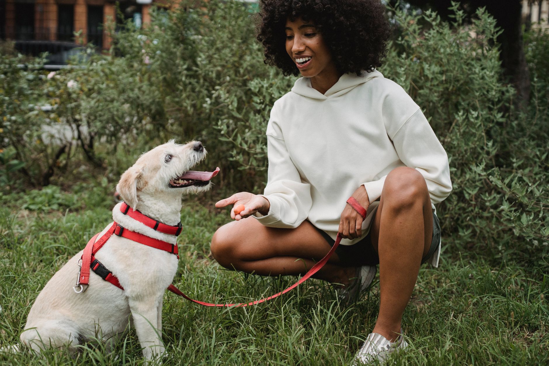 best clicker training devices for dogs