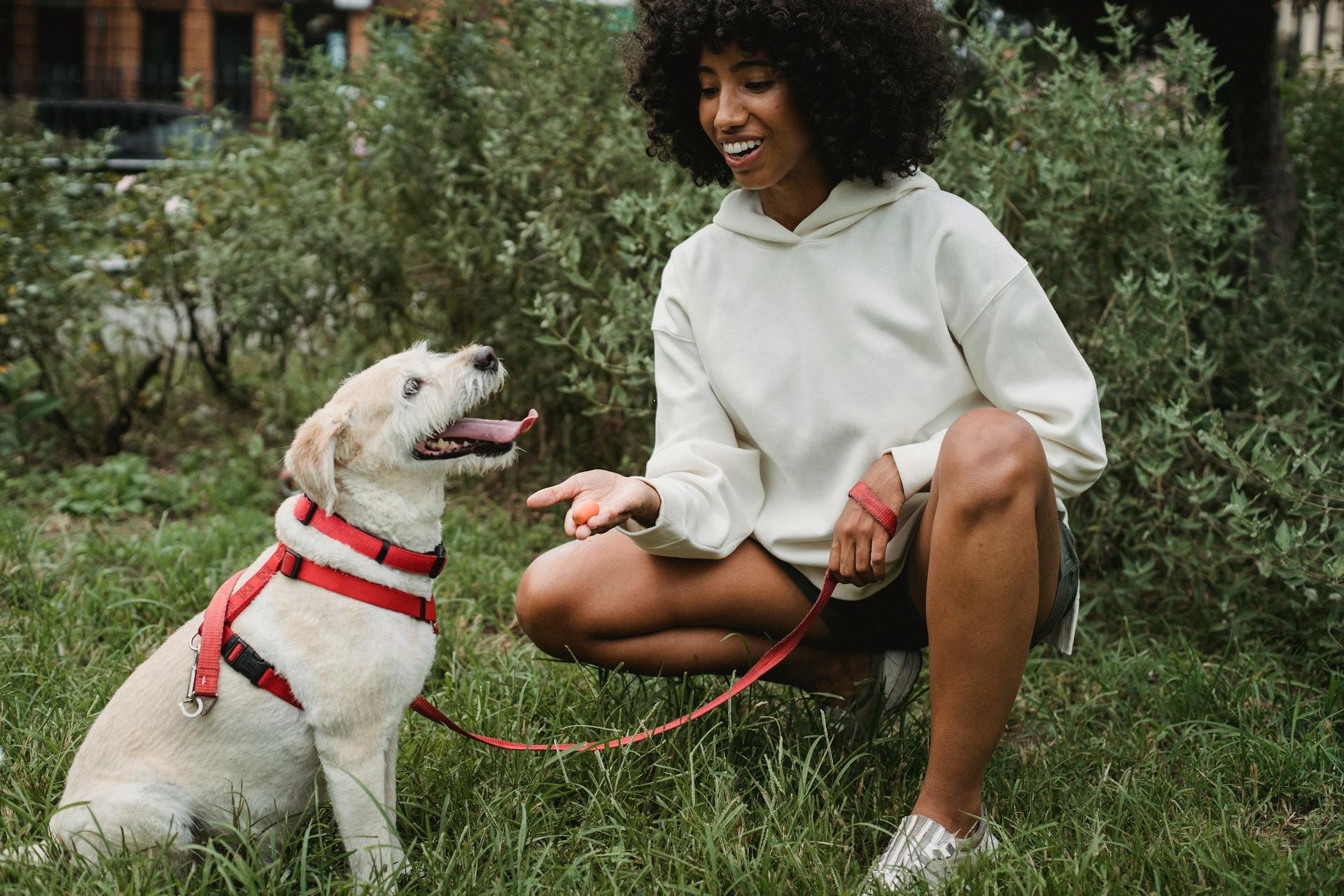 Cheerful crop African American female owner giving treat to Labrador Retriever while teaching commands in park