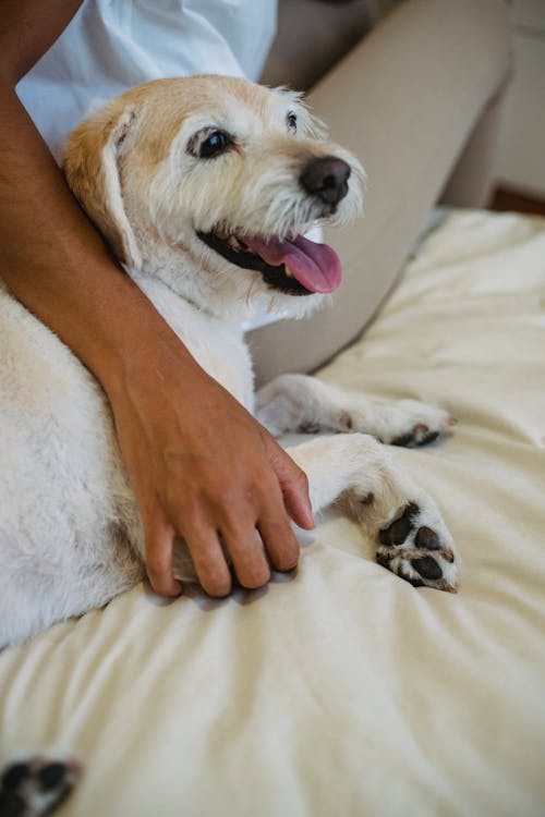 Funny puppy with tongue out resting with black woman