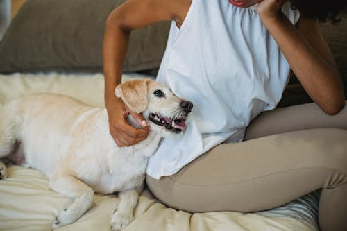 Black woman petting purebred dog resting on bed