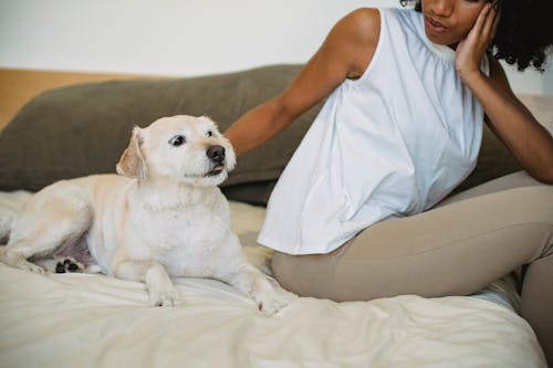 Side view of crop African American female owner leaning on hand while stroking cute Labrador Retriever at home