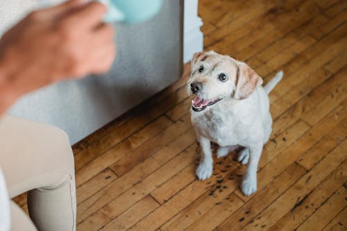 High angle of funny curious Labrador Retriever sitting on floor near crop anonymous female owner