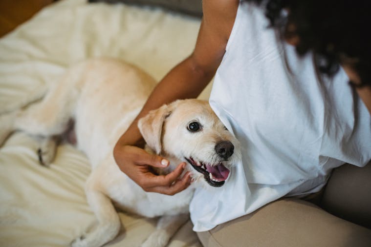 A woman gently cuddles her dog on a bed, enjoying a peaceful bonding moment indoors.