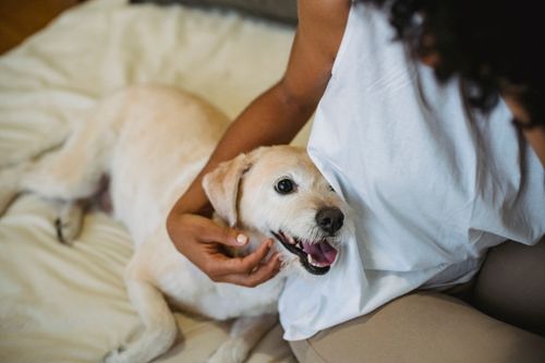 Free From above of crop anonymous African American female owner caressing Labrador Retriever puppy while resting on bed together Stock Photo