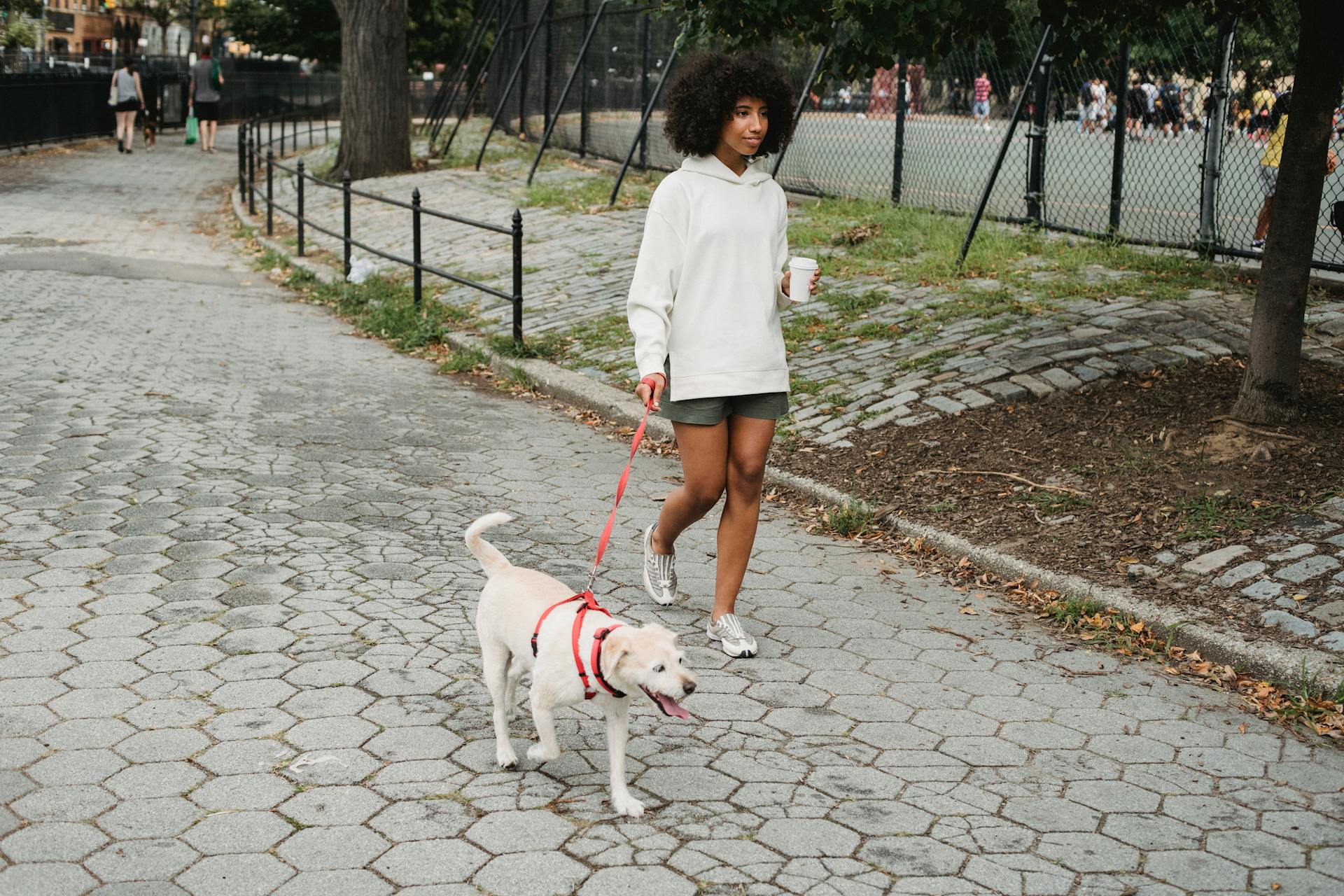 Woman Holding Coffee And Walking With Purebred Dog In The Park