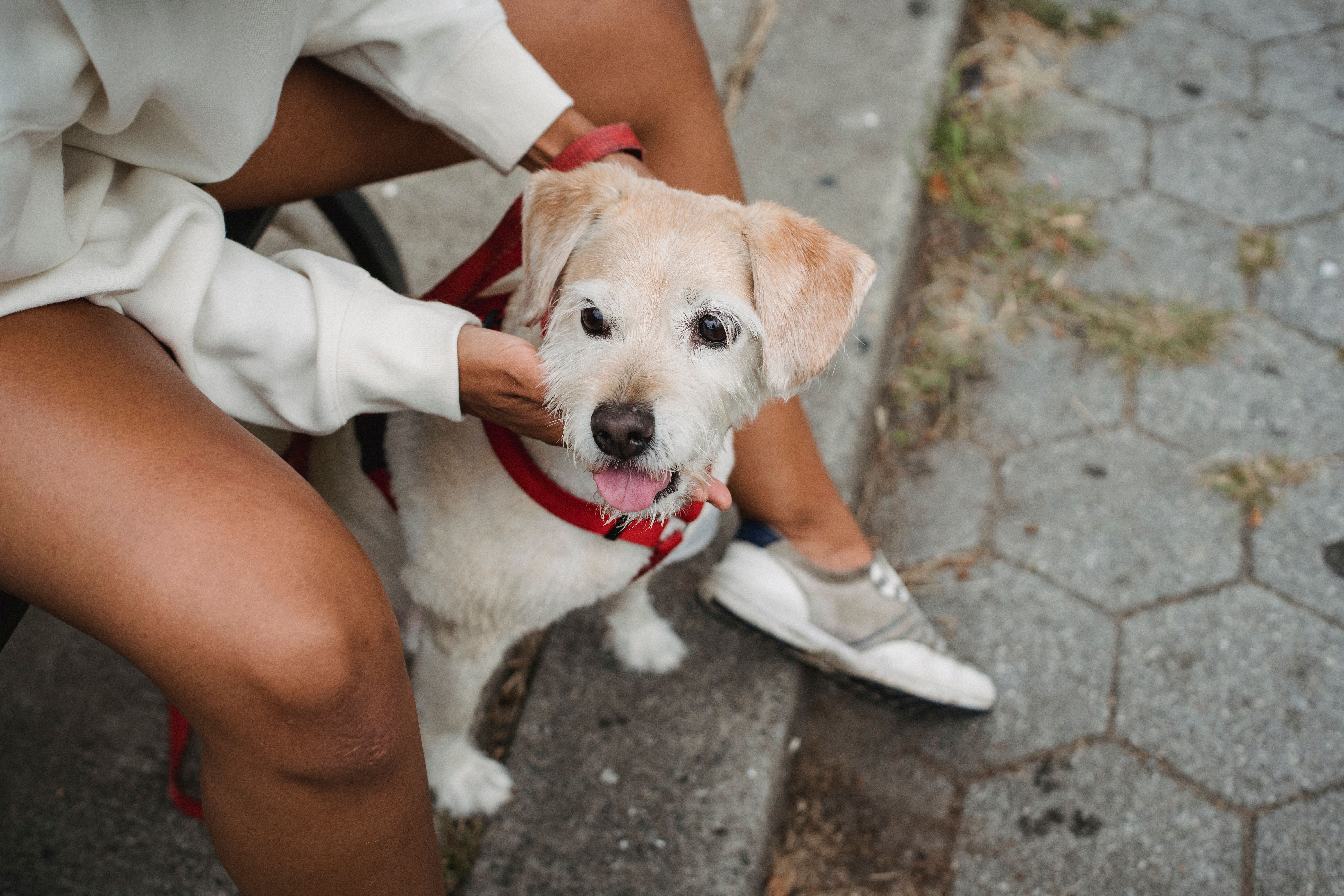 在作物上方，一只匿名雌性在抚摸纯种拉布拉多猎犬小狗