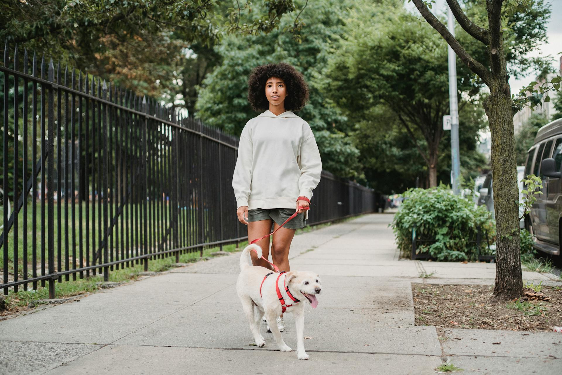 Afro-Amerikaanse vrouwelijke eigenaar loopt met haar hond op een rode leiband en kijkt weg terwijl ze op een pad langs een zwarte barrière in een straat met bomen wandelt