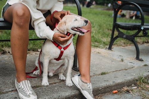 Crop ethnic woman petting dog in park