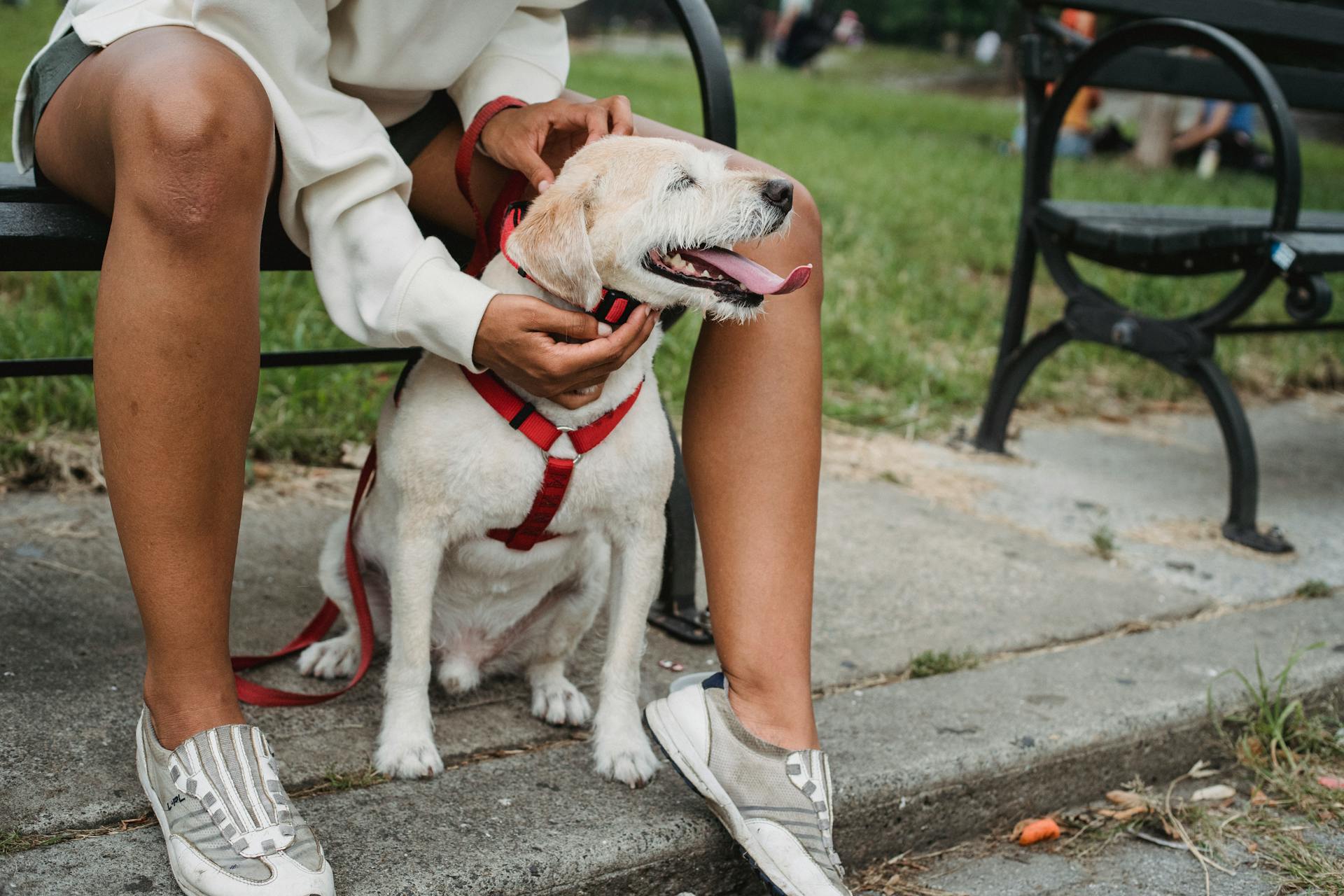 Une femme de l'ethnie Crop caresse un chien dans le parc.