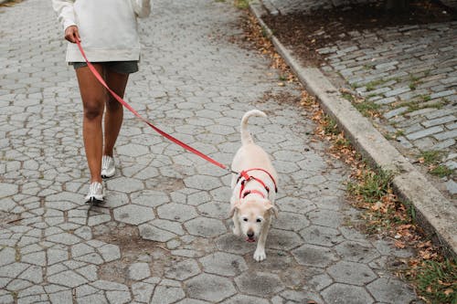 Unrecognizable ethnic female in shorts walking dog with white fur on red leash while strolling on paved sidewalk on street