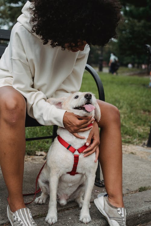 Unrecognizable black woman stroking dog in park