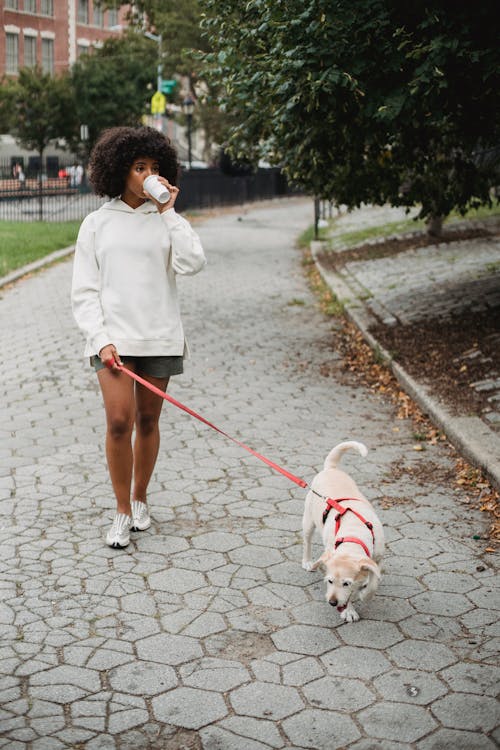 Full body of African American female with paper cup of hot drink walking on sidewalk with dog on leash in street